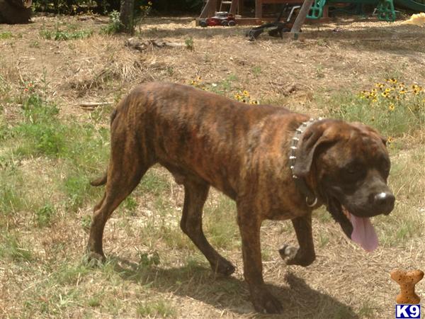 Mastiff stud dog: Brindle Mastiff walking in a grassy outdoor setting