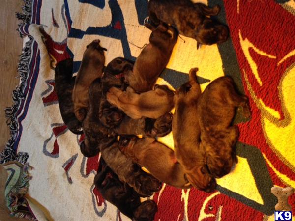 Mastiff stud dog: Multiple brown and brindle Mastiff puppies sleeping on a rug