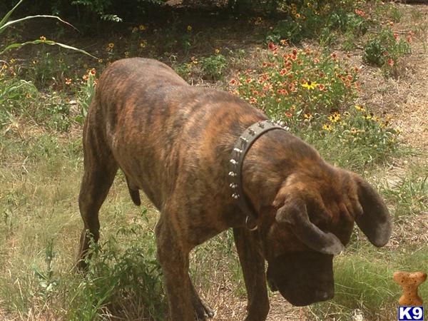 Mastiff stud dog: Brindle Mastiff with a spiked collar in a grassy field