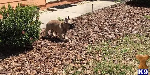 French Bulldog stud dog