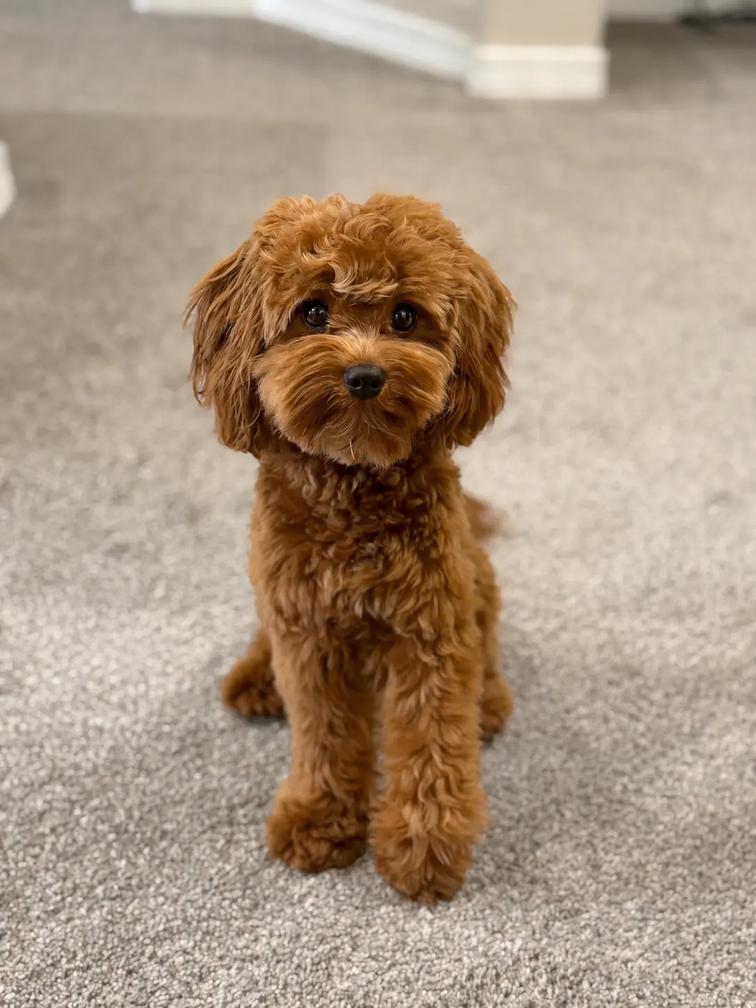 Mixed Breed stud dog: Fluffy reddish-brown dog sitting on a carpeted floor