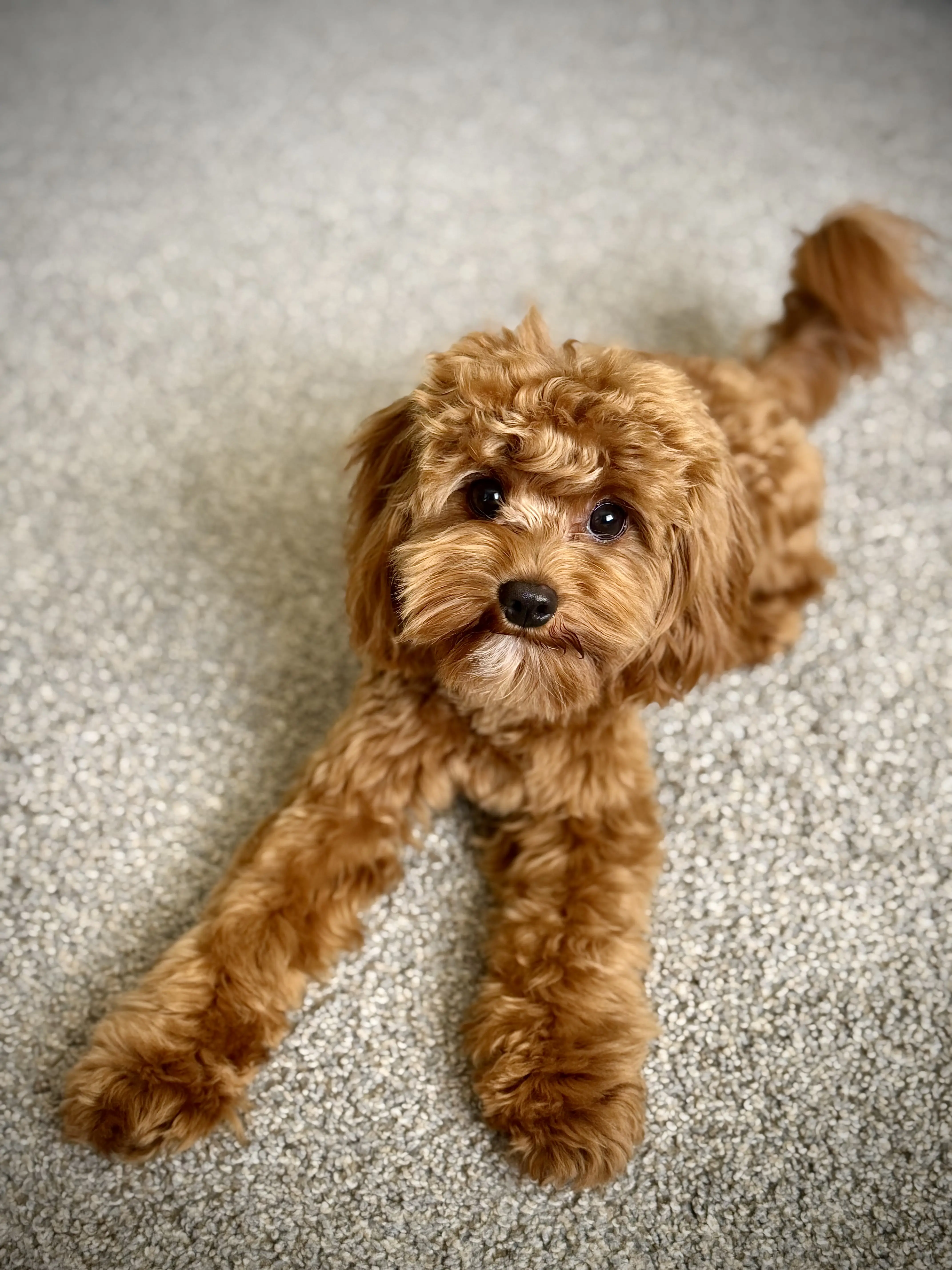 Mixed Breed stud dog: Fluffy reddish-brown dog lying on a light carpet