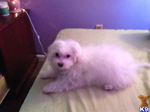 Maltese dog