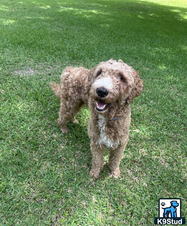 a goldendoodles dog standing on grass