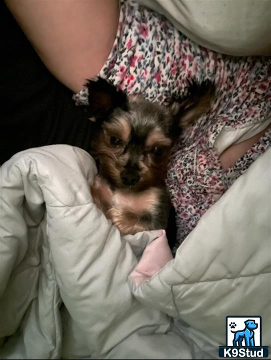 a person holding a yorkshire terrier dog