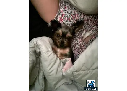 a person holding a yorkshire terrier dog