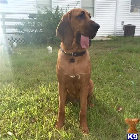 Bloodhound stud dog