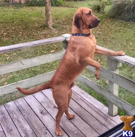 Bloodhound stud dog