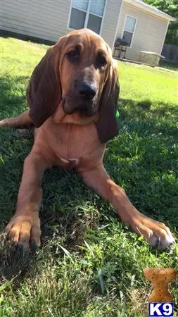 Bloodhound stud dog