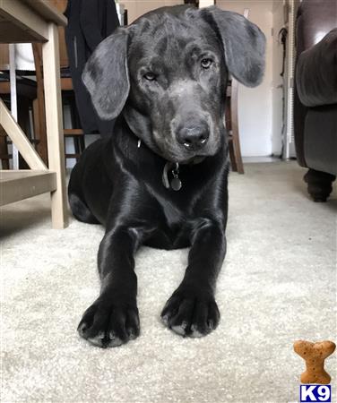 a black labrador retriever dog sitting on the floor