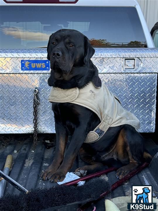 a rottweiler dog wearing a white shirt
