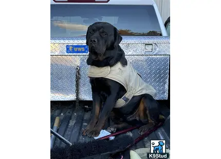 a rottweiler dog wearing a white shirt