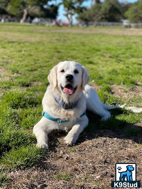 a golden retriever dog lying on the ground