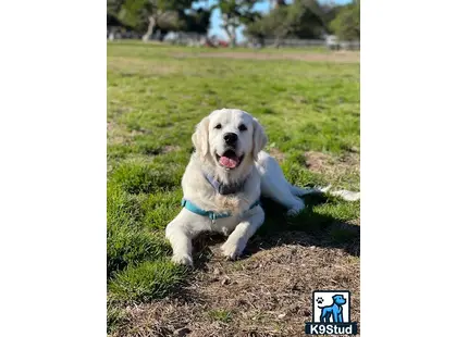 a golden retriever dog lying on the ground