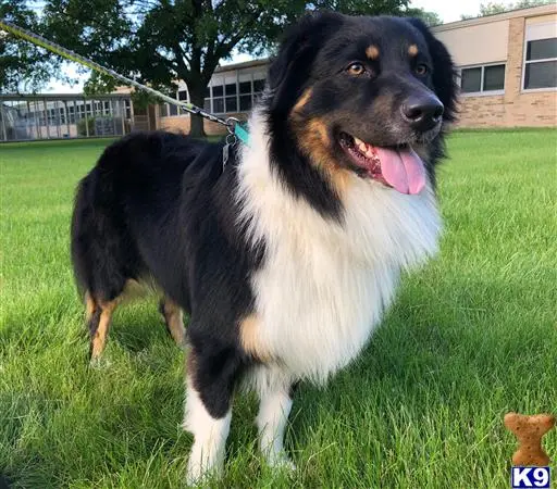 Australian Shepherd