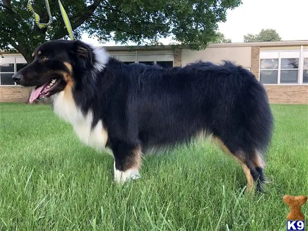 Australian Shepherd stud dog