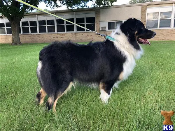 Australian Shepherd stud dog