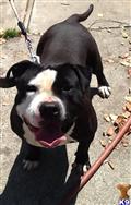 American Pit Bull stud dog: Black and white American Pit Bull smiling outdoors on a leash