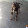 American Pit Bull stud dog: Brown and gray American Pit Bull standing on concrete surface