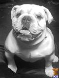 English Bulldog stud dog: White English Bulldog sitting with a happy expression