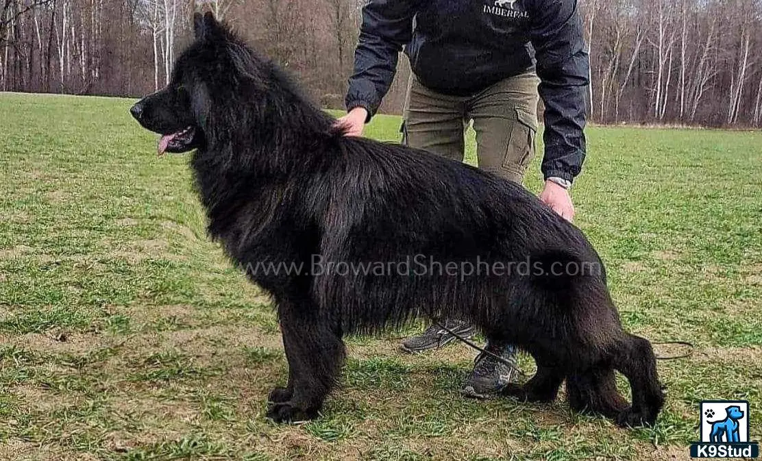 German Shepherd stud dog