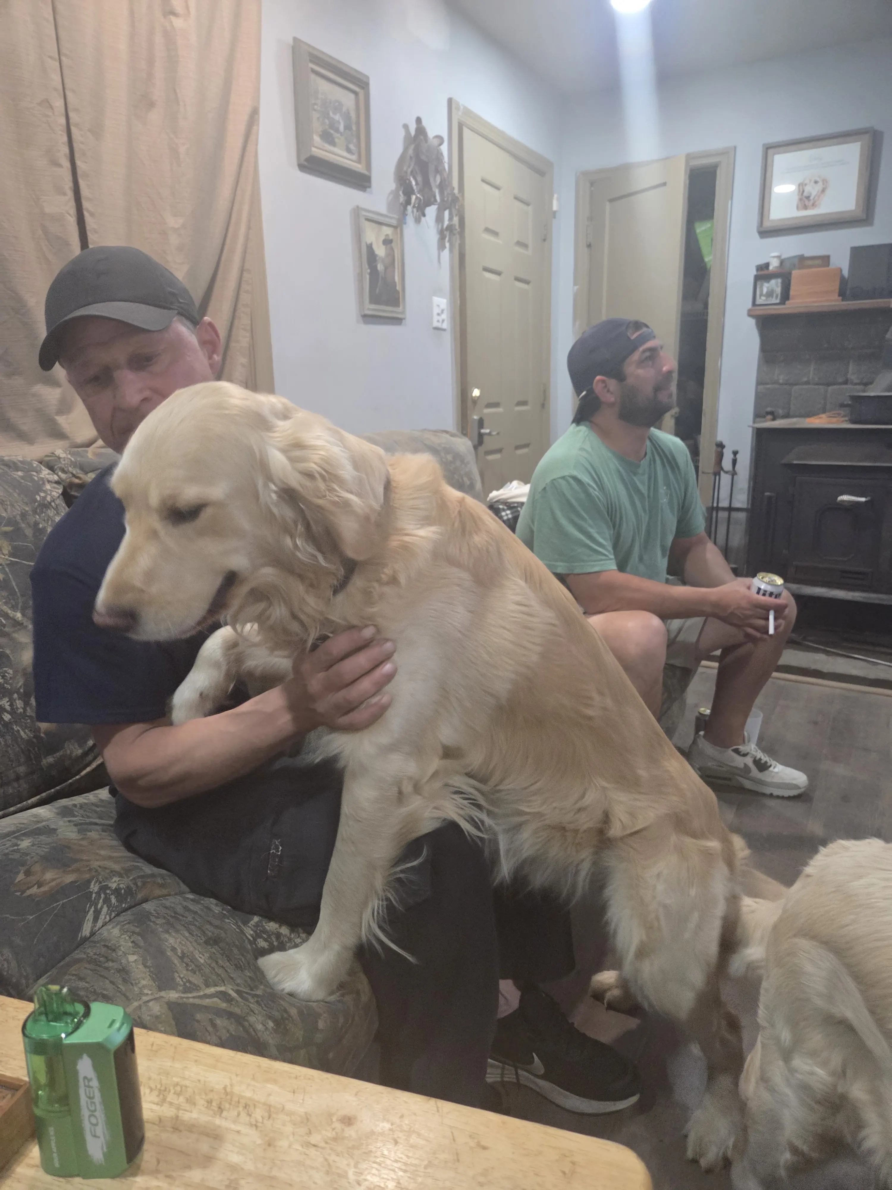 Golden Retriever stud dog: Golden Retriever sitting on a man's lap in a cozy room