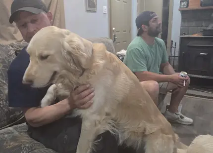 Golden Retriever stud dog: Golden Retriever sitting on a man's lap in a cozy room