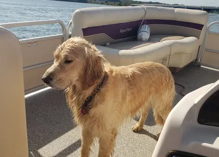 Golden Retriever stud dog: Wet golden retriever standing on a boat by the water