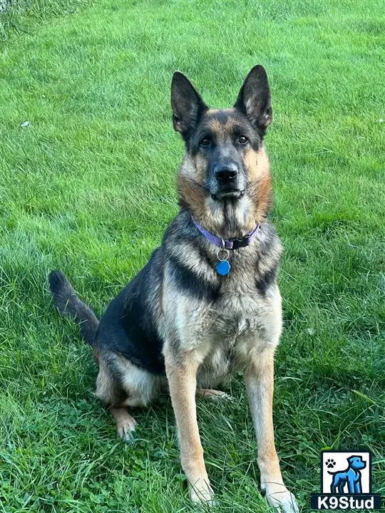 German Shepherd