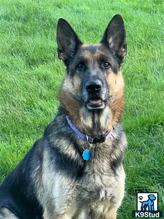 German Shepherd
