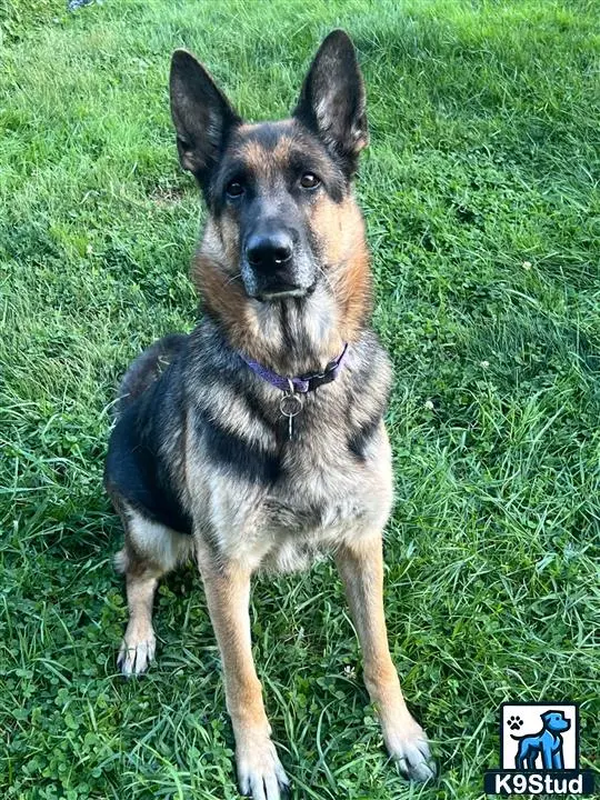 German Shepherd