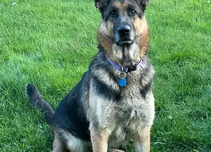 German Shepherd