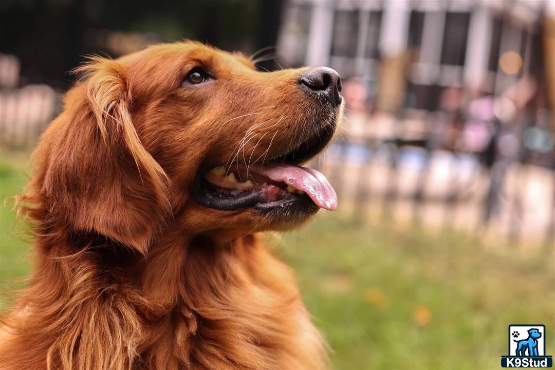 Golden Retriever Stud Dogs K9Stud