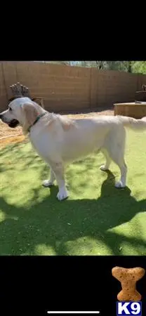 Golden Retriever stud dog