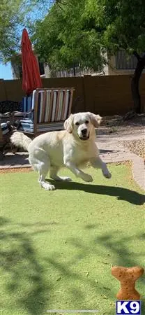 Golden Retriever stud dog