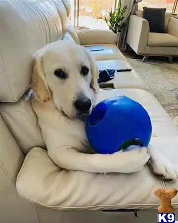 Golden Retriever stud dog