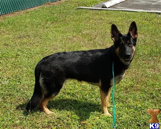 German Shepherd female dog