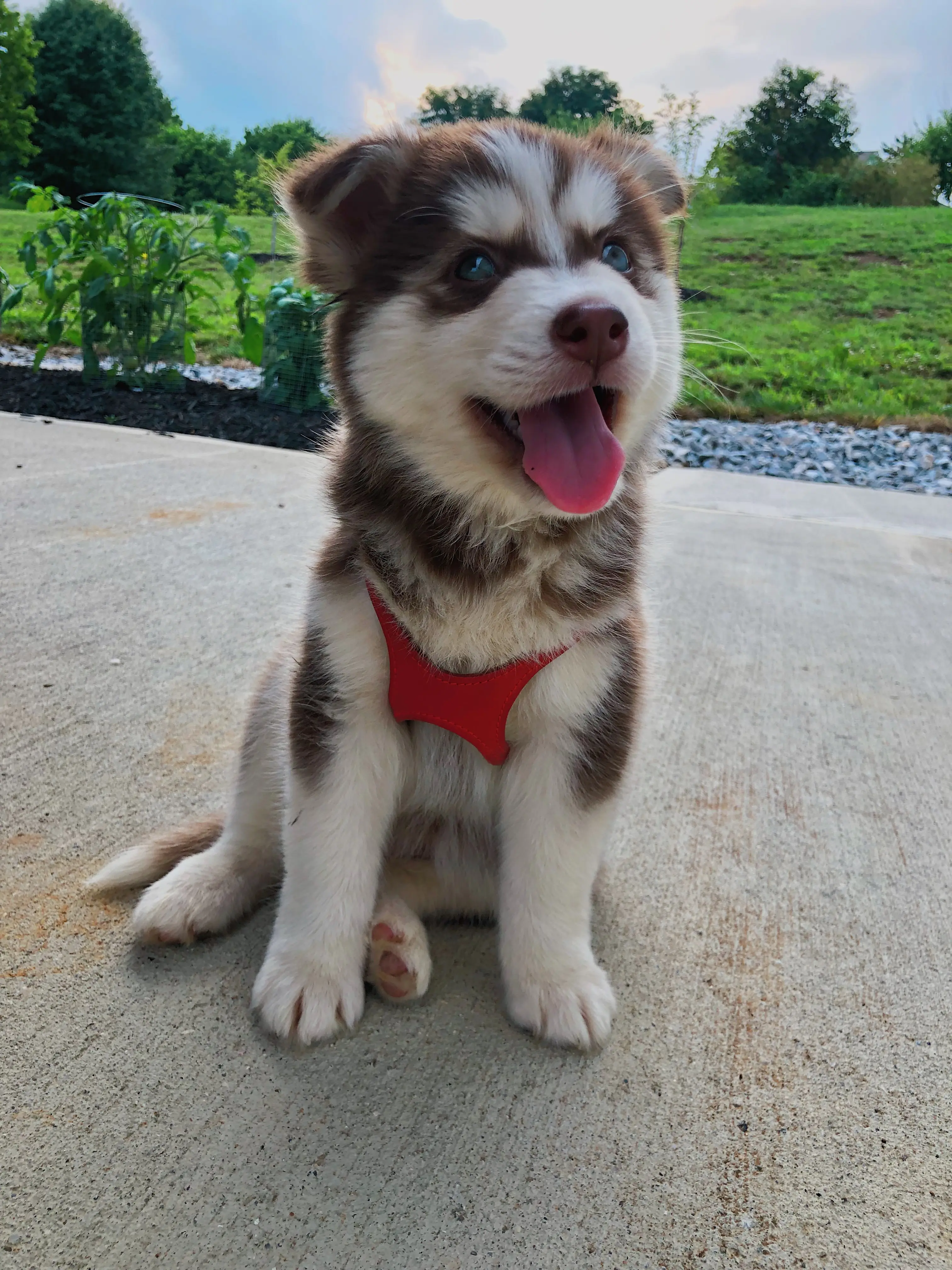 Siberian Husky stud dog: Fluffy brown and white Siberian Husky puppy sitting outdoors