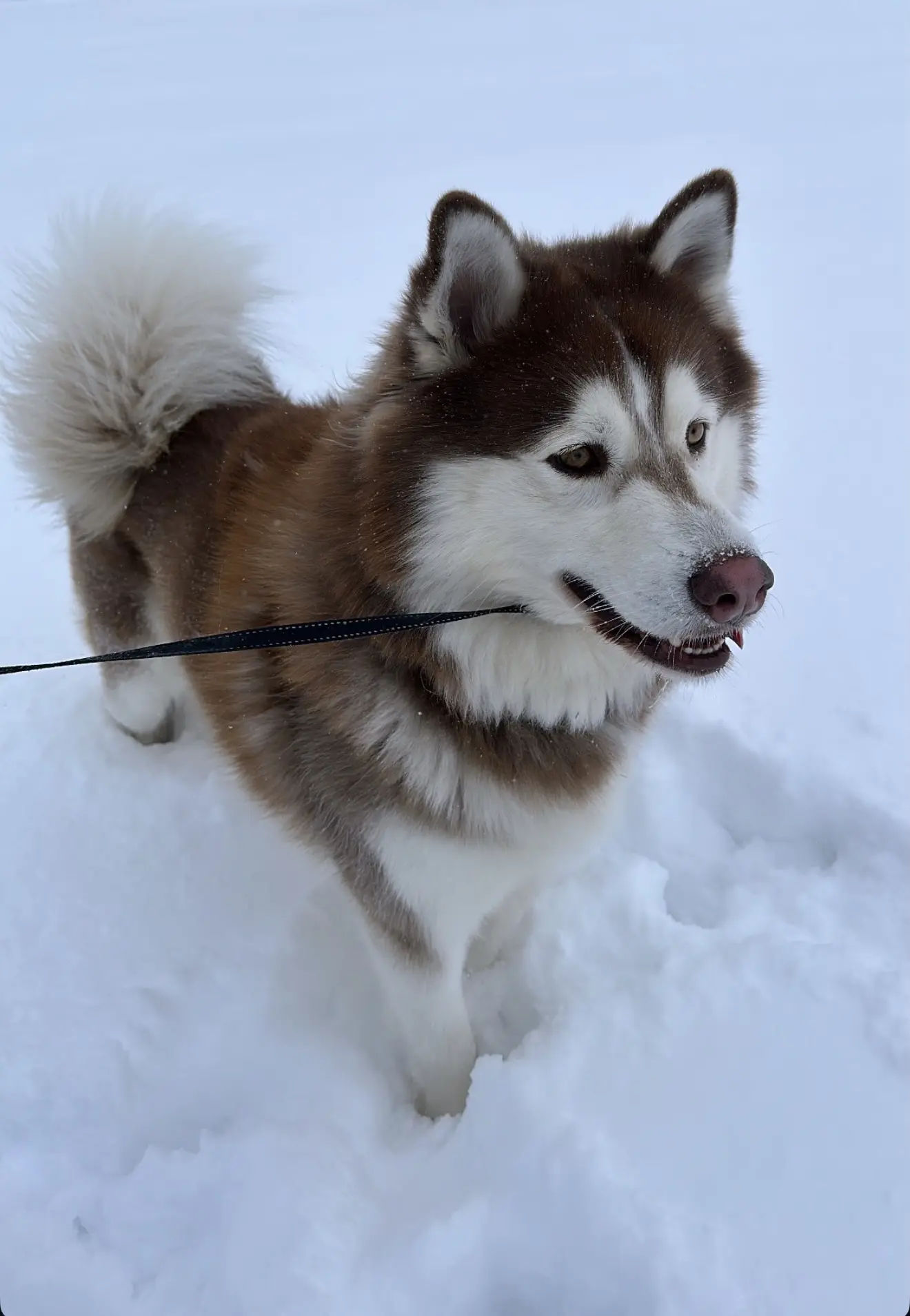 Siberian Husky stud dog: Fluffy brown and white Siberian Husky standing in snow