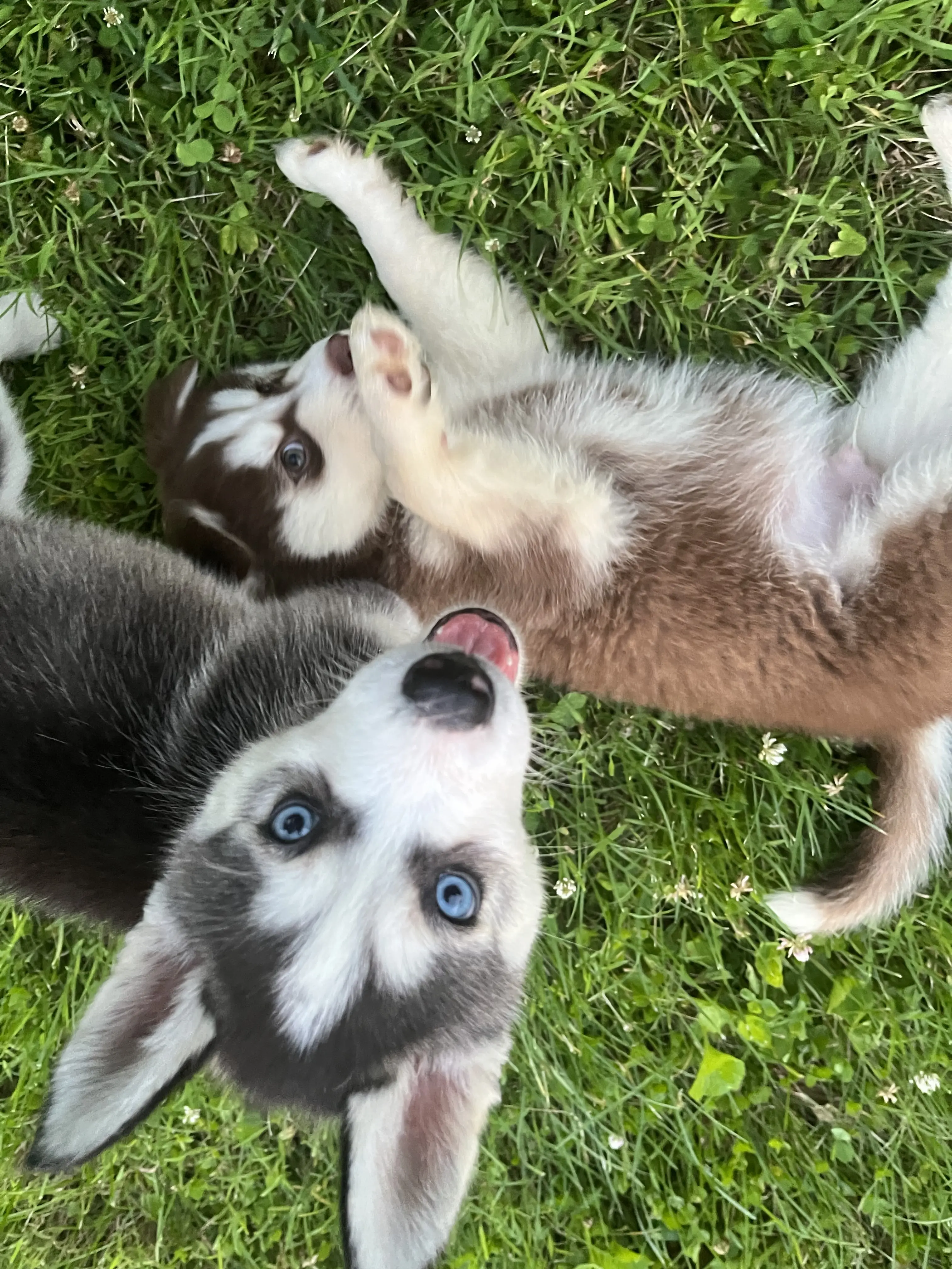 Siberian Husky stud dog: Two playful Siberian Husky puppies on green grass