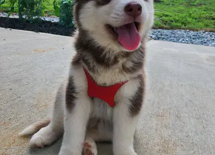 Siberian Husky stud dog: Fluffy brown and white Siberian Husky puppy sitting outdoors
