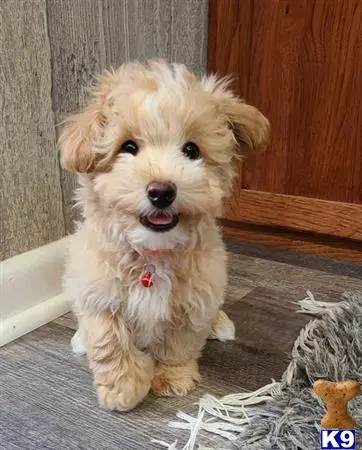 Maltipoo puppy for sale