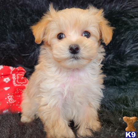 a maltipoo dog sitting on a carpet