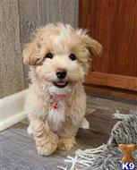maltipoo puppy posted by brtnstokes