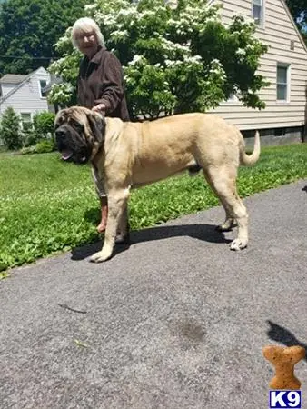 Mastiff stud dog: a person standing next to a mastiff dog