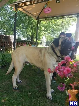 Mastiff stud dog: a mastiff dog with a saddle on its back