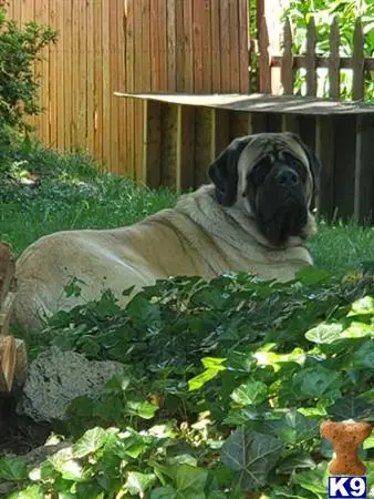 Mastiff stud dog: a mastiff dog lying in the grass