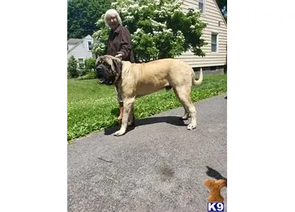 a person standing next to a mastiff dog