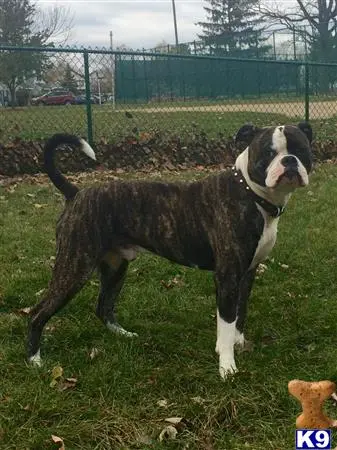 American Bulldog stud dog