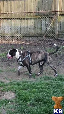 American Bulldog stud dog